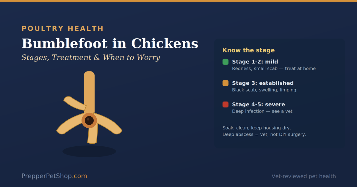 Bumblefoot in chickens: an affected footpad with a dark scab and the stages from mild redness to severe deep infection