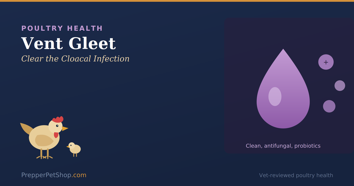 Vent gleet treatment steps: clean the vent, fix the gut with antifungal and probiotics, don't use antibiotics, and when to see a vet, beside a hen
